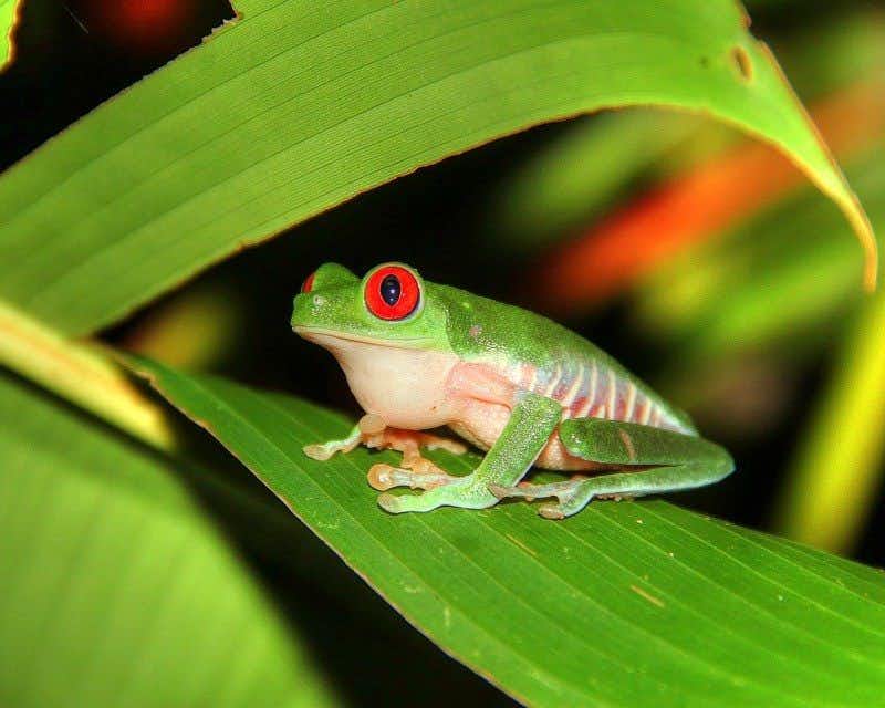 Rana verde dagli occhi rossi in Costa Rica