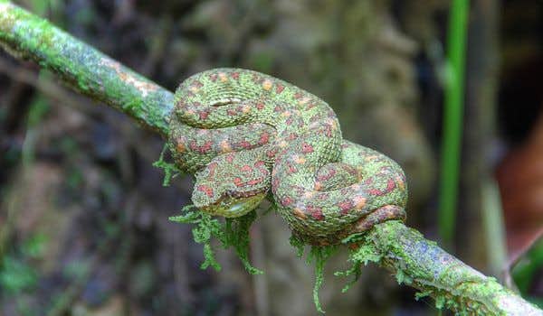 Baia del Serpente Drake Costa Rica