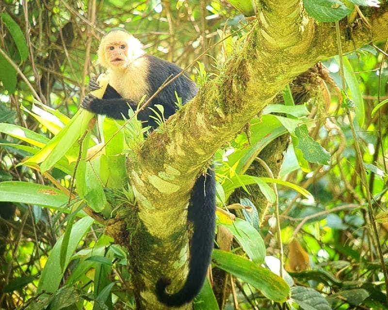 Scimmia nel Parco Nazionale del Vulcano Arenal in Costa Rica