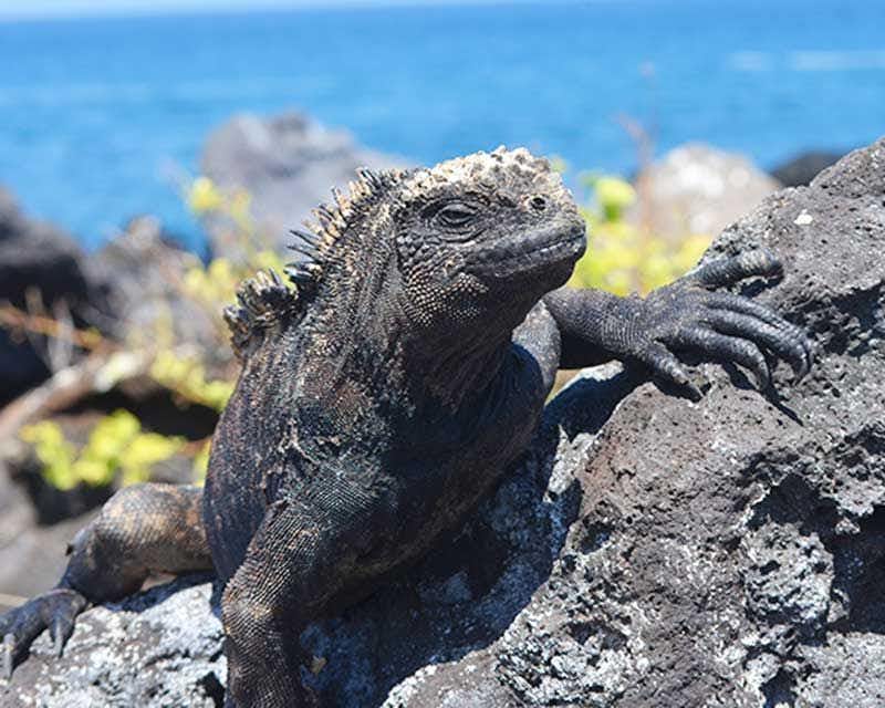 iguana al sole nelle galapagos