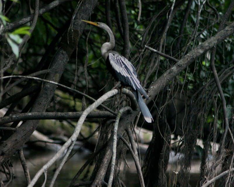 Uccello su un tronco a Cuyabeno