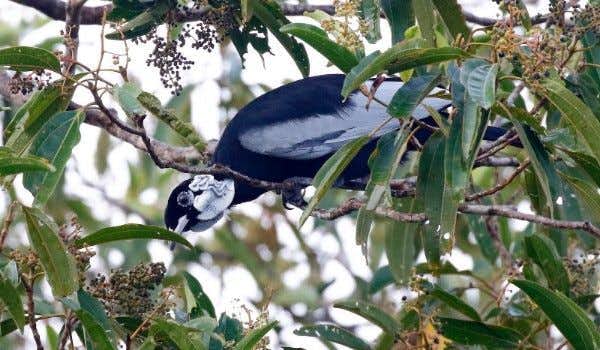 Uccello in un albero dell'Amazzonia