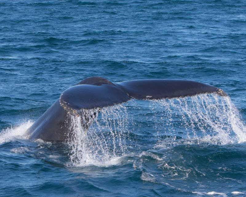 avvistamento della coda di balena