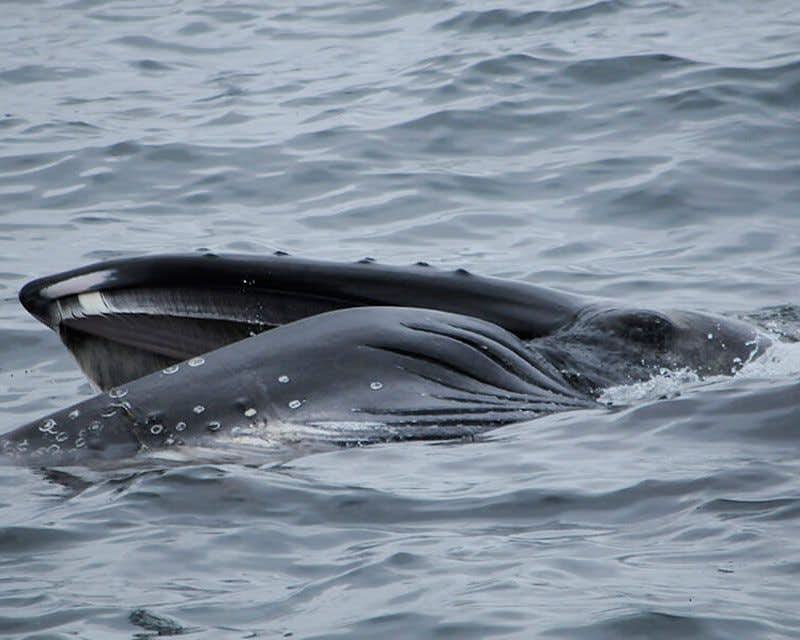 osservazione delle balene a snaefellsnes