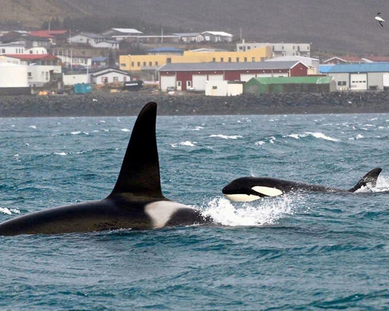 osservazione delle balene in islanda