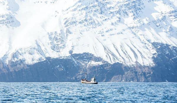barca per l'osservazione delle balene reykjavík