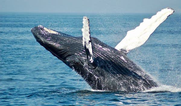 Salto delle balene nella baia di Faxafloi
