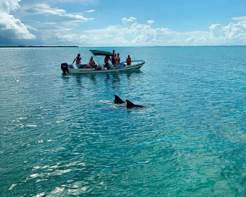delfini nella riserva della biosfera di Sian Kaan