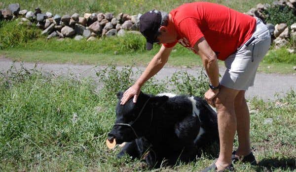 Viaggiatore che accarezza una mucca a Colca