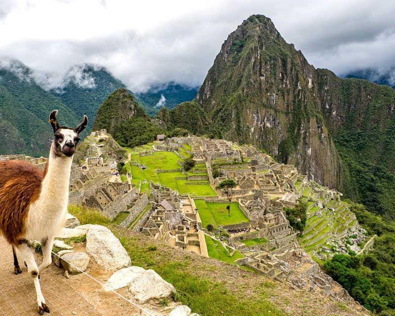 un lama che guarda la macchina fotografica con Machu Picchu sullo sfondo