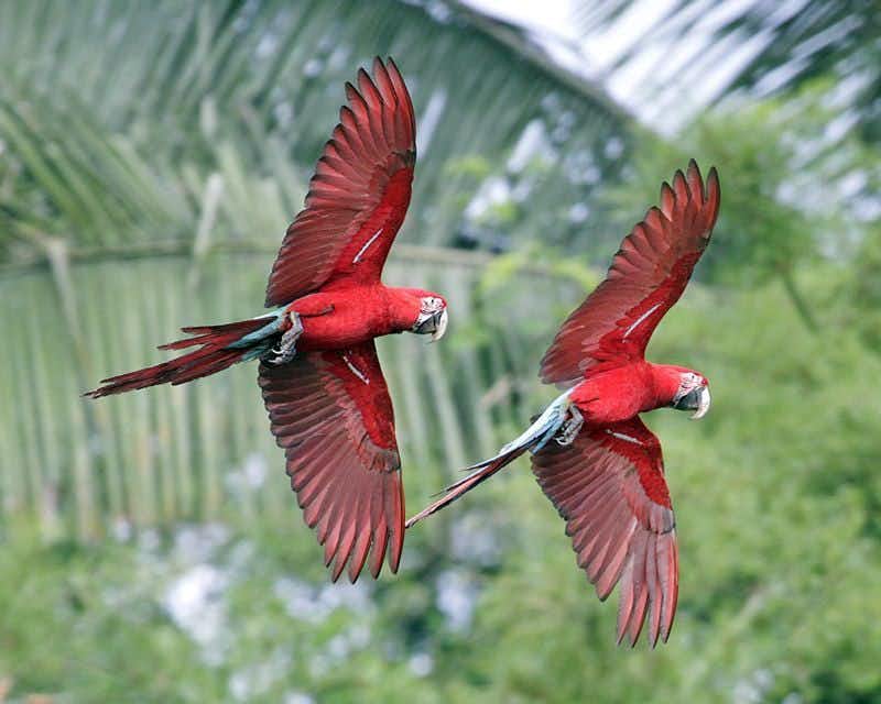 due pappagalli rossi in volo nel parco di Manu