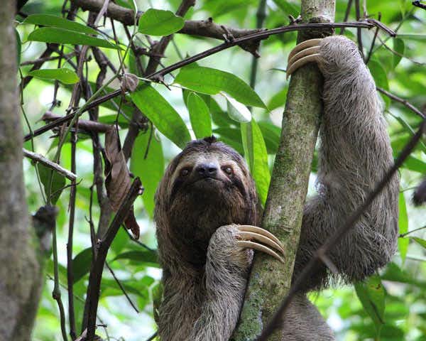 Bradipo che si arrampica sui rami di uno degli alberi della foresta amazzonica peruviana a Iquitos.