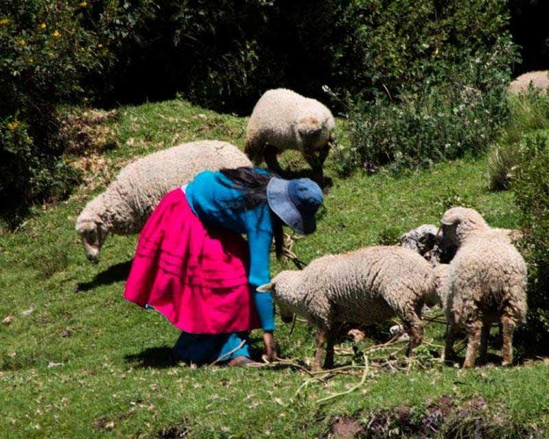 Locale che dà da mangiare alle pecore a Luquina, in Perù