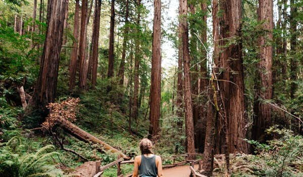foresta di sequoie