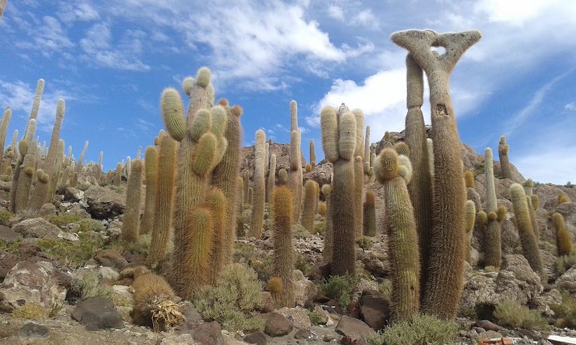 cactus Incahuasi island Uyuni salt flats