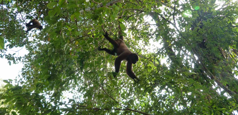 Monos en los árboles en la Isla de los Monos