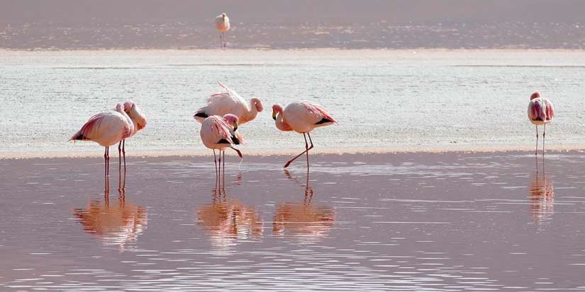 flamingos in bolivia