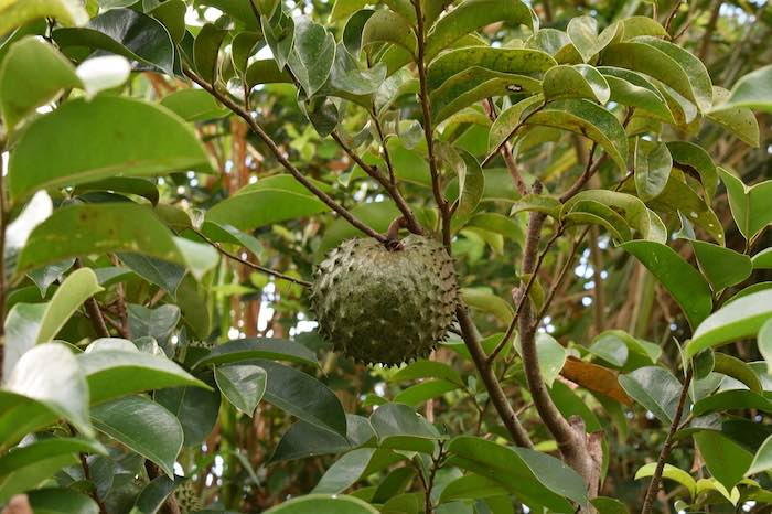 Exotic fruit South America: Guanabana hanging on a tree