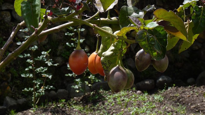 Tree tomato hanging from a tree