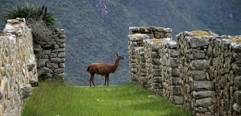 llama between stone walls in machu picchu