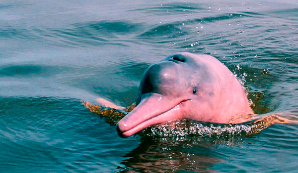 delfin rosa del amazonas