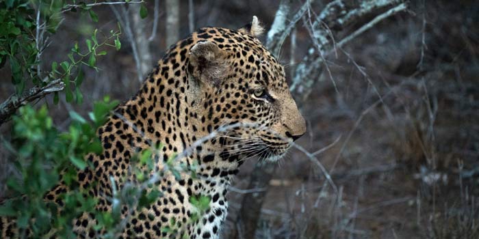jaguar del amazonas
