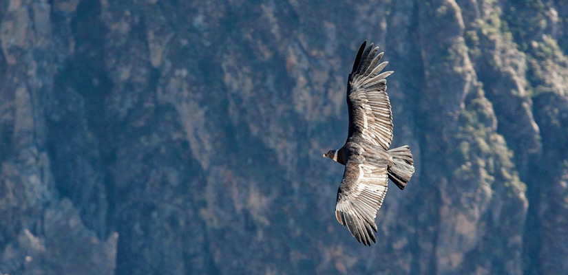 condor andino del colca volando con alas abiertas