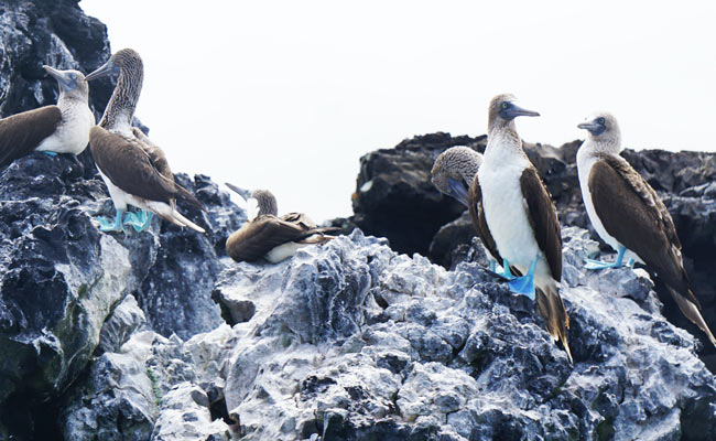 gaviotas de patas azules en las islas galápagos