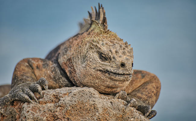 iguana durmiendo en las islas galápagos