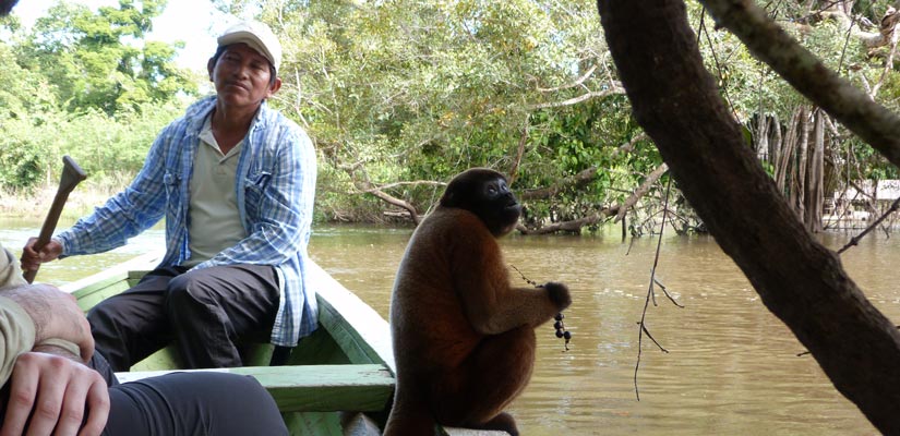 mono en barca en selva