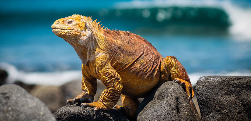 iguana amarilla sobre roca