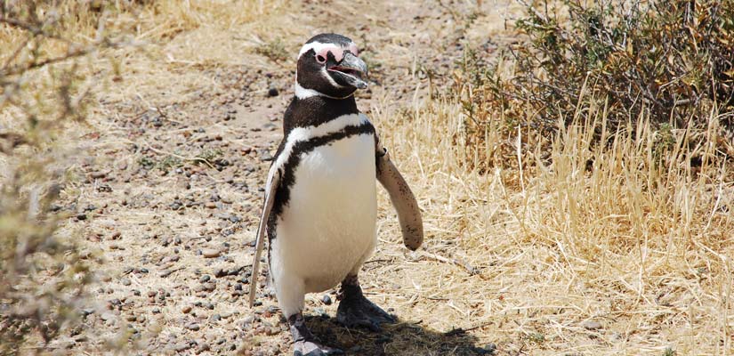magellanic penguin walking at punta tombo