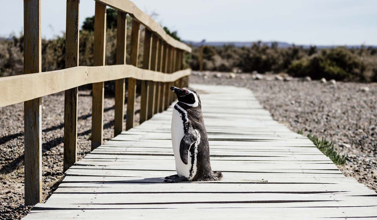 pinguino en paseo madera de punta tombo