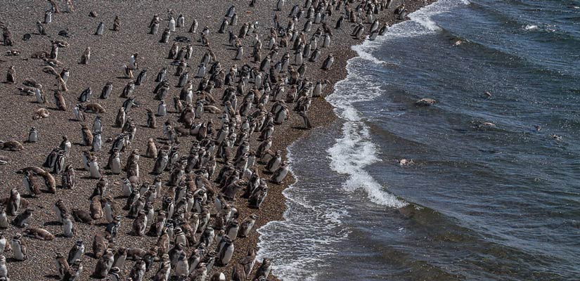 playa llena para ver pinguinos en argentina
