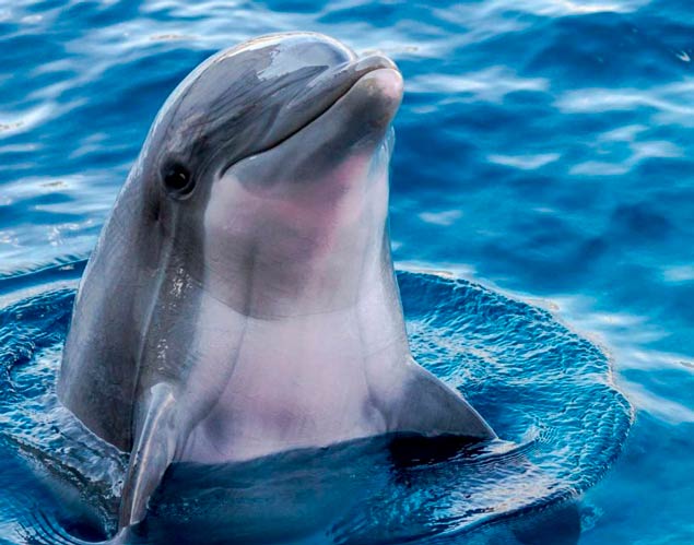 delfin espana