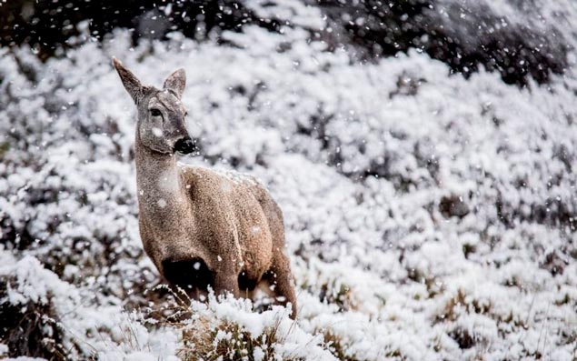 huemul in the snow