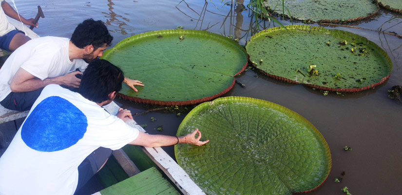 travelers touching a water lily