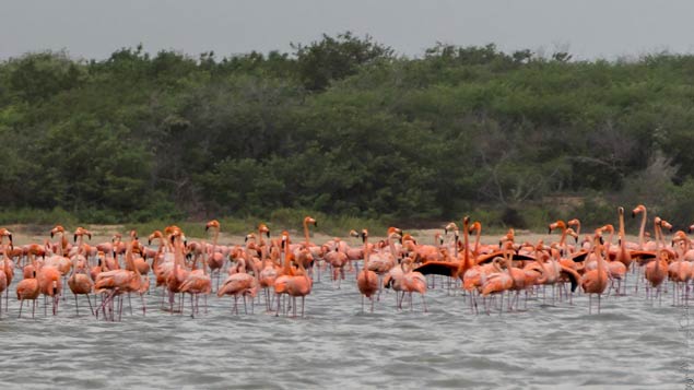 flamingos reserve in Punta Gallinas, Colombia