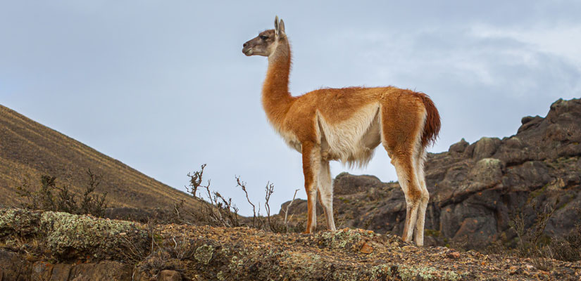 Animal in Torres del Paine