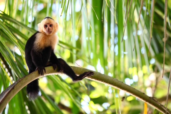 Capuchin monkey in bolivian jungle