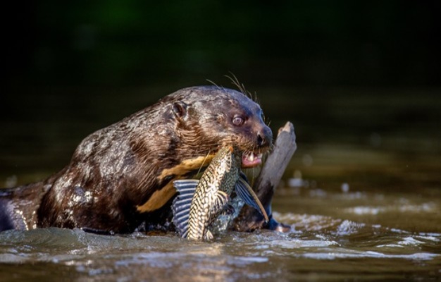 giant otter eating a fish