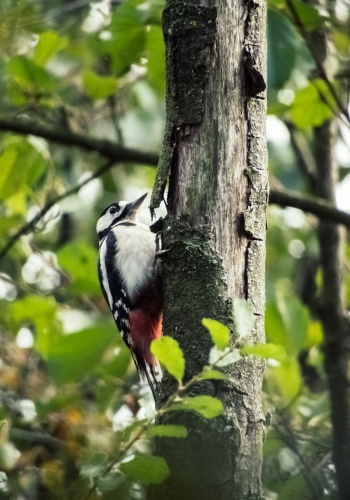 woodpecker in a tree