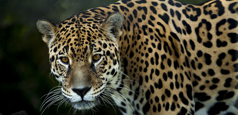 mirada jaguar