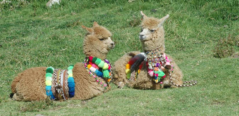 exotic animal llama in lake titicaca