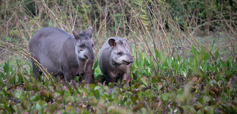 pareja tapir en sian ka'an