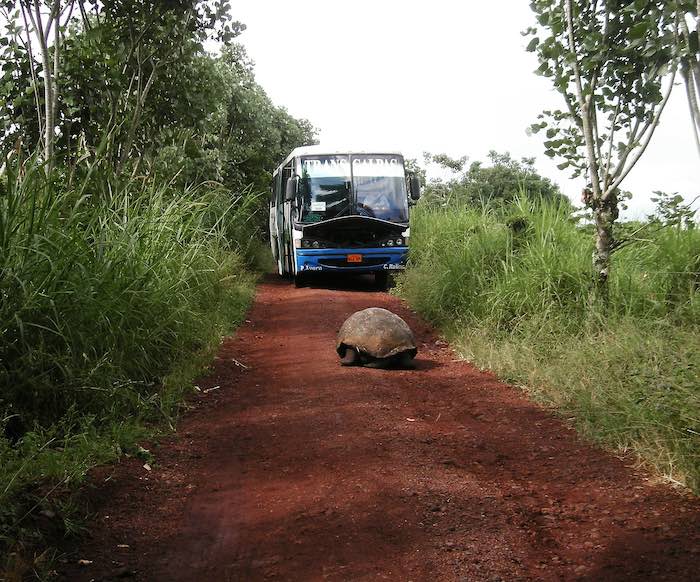 Autobús en un camino de tierra camino al volcán Chimborazo frente a una tortuga