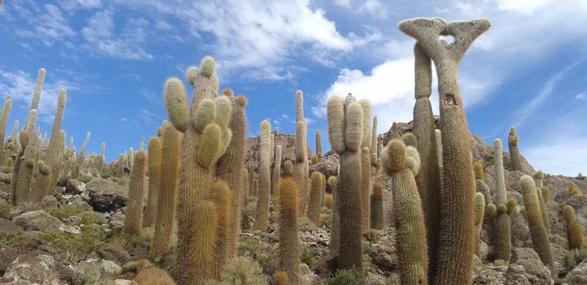 cactus gigantes en la isla incahuasi