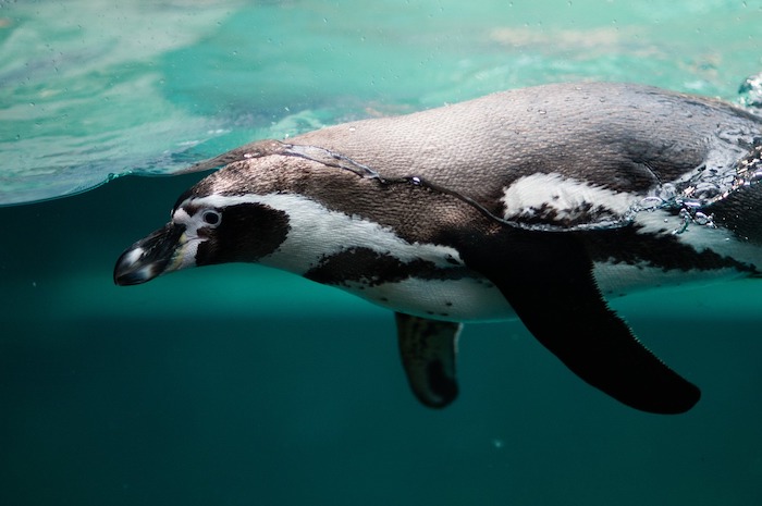 Pingüino nadando en el agua de la Antártida Argentina