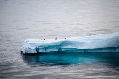 Pingüinos en un iceberg en la Antártida Argentina