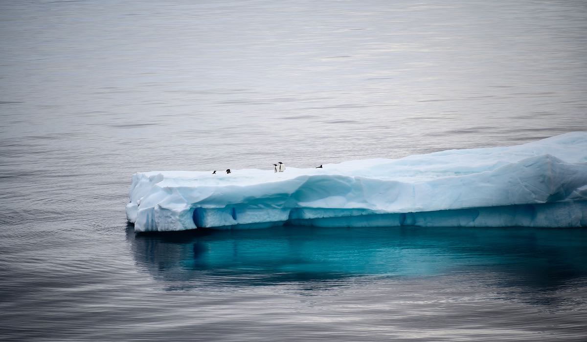Pingüinos en un iceberg en la Antártida Argentina